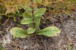 Soft goldenaster